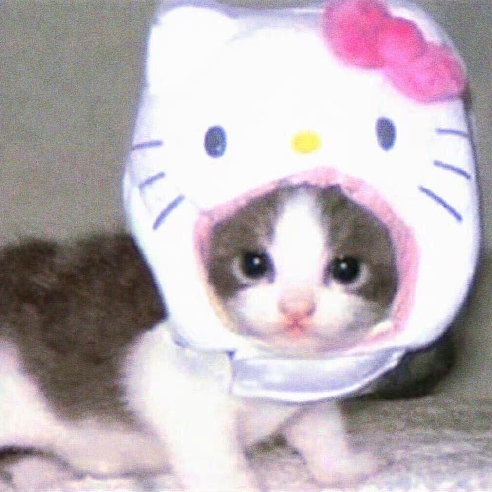 我又偷猪了