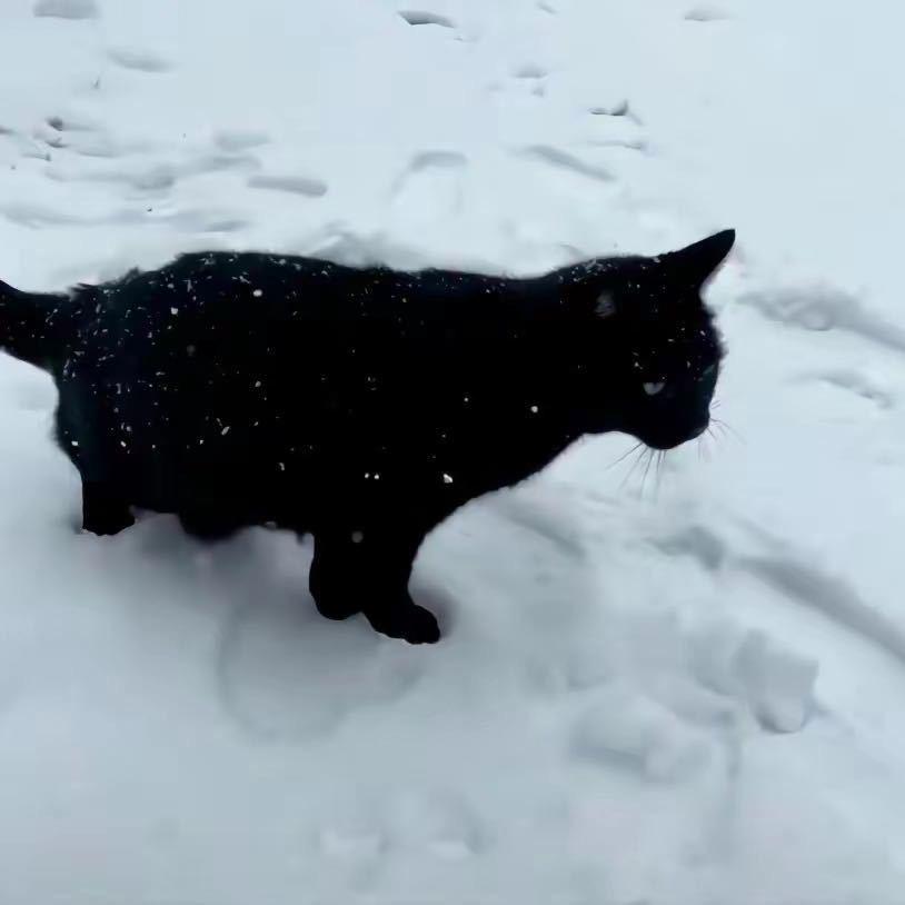 🐈‍⬛