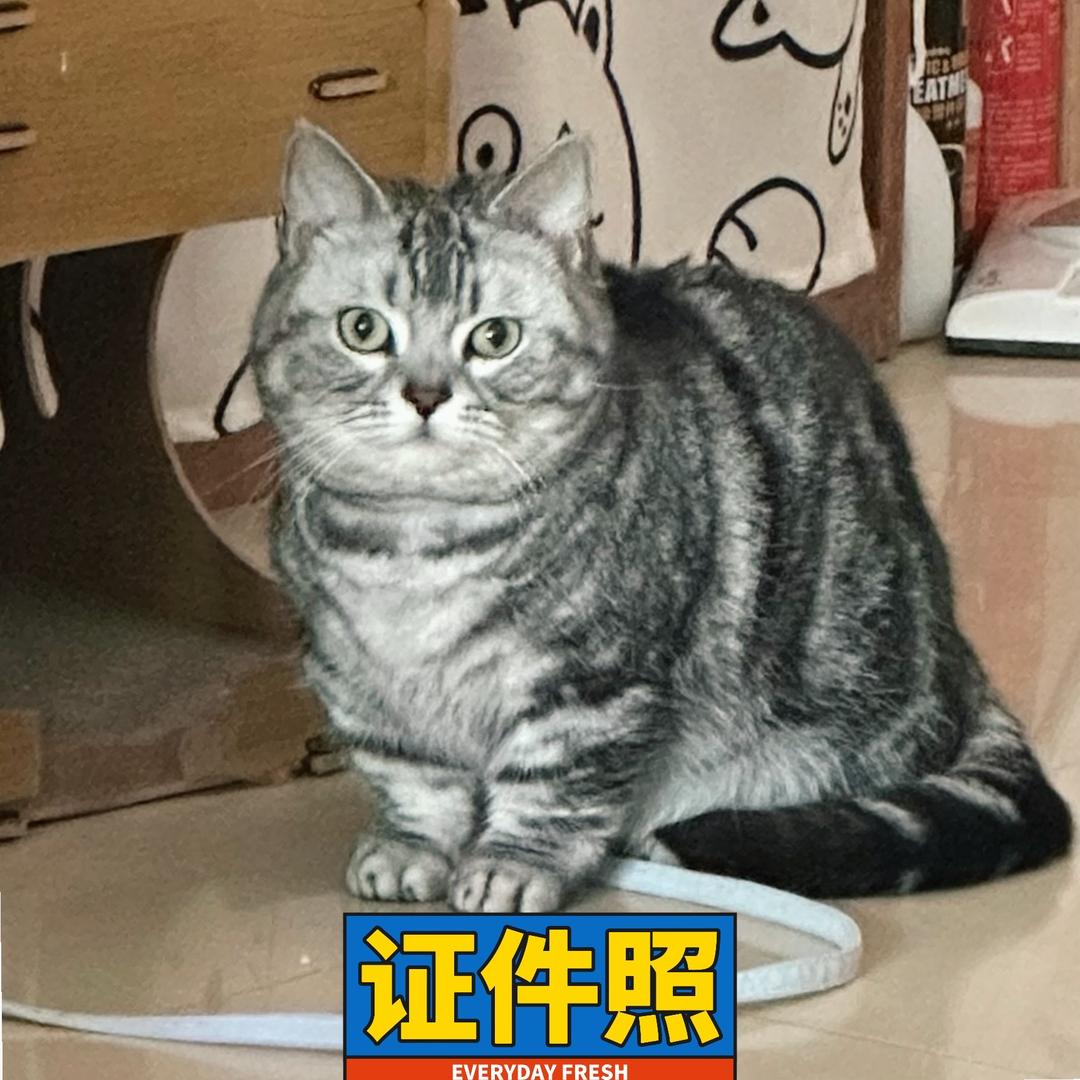 Mimi是只小短腿