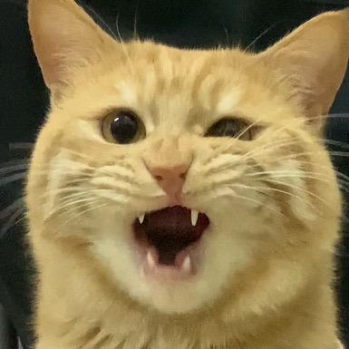一只端午