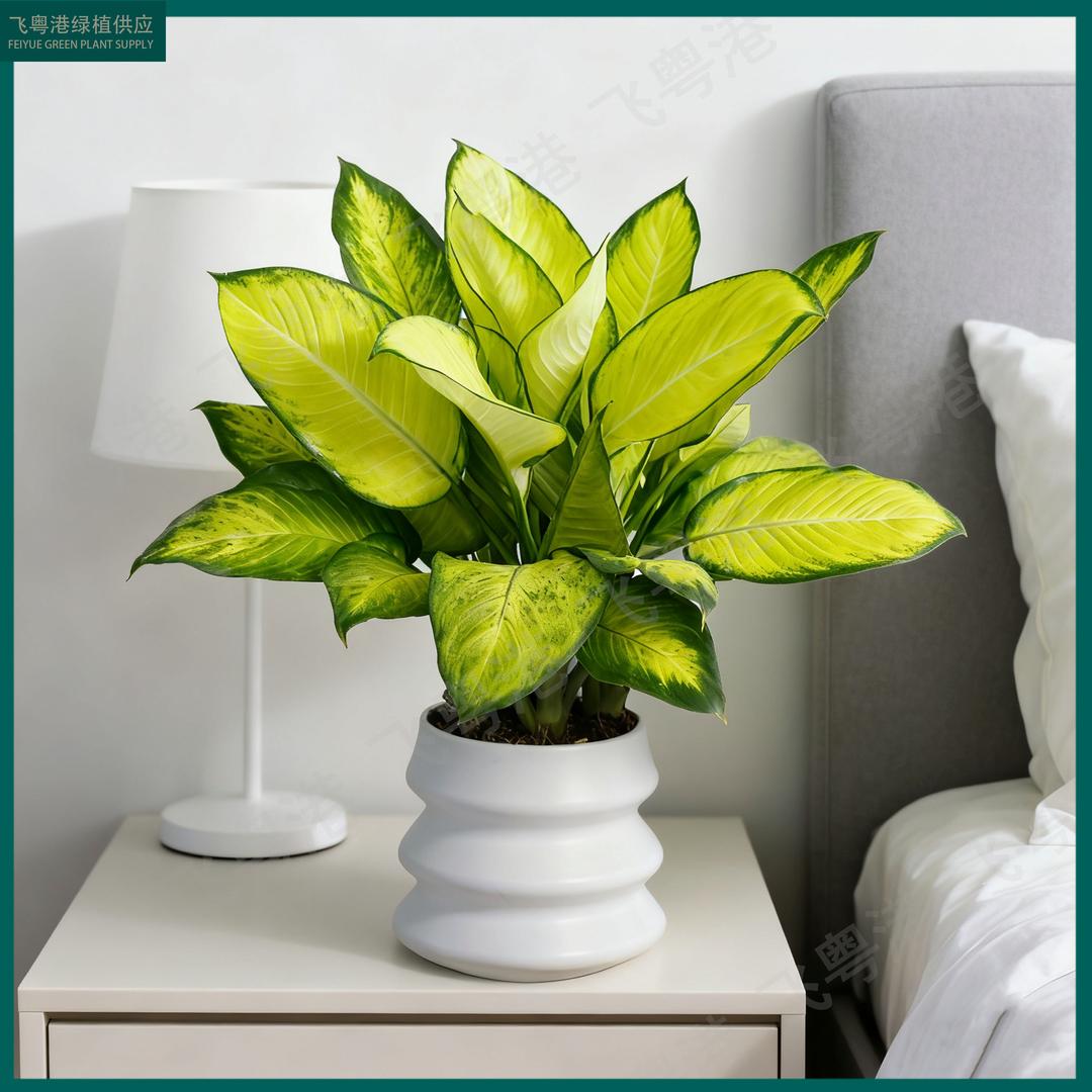 飞粤港绿植鲜2店