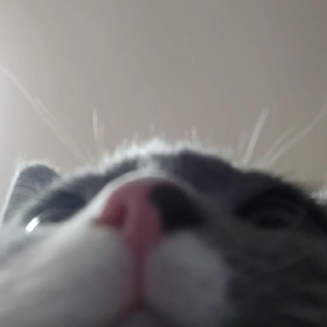 进宝小登◍˃ᵕ˂◍