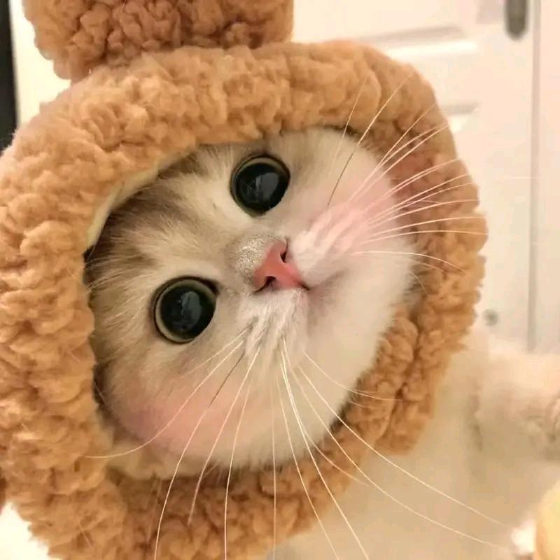 栗子是只猫🐱吖