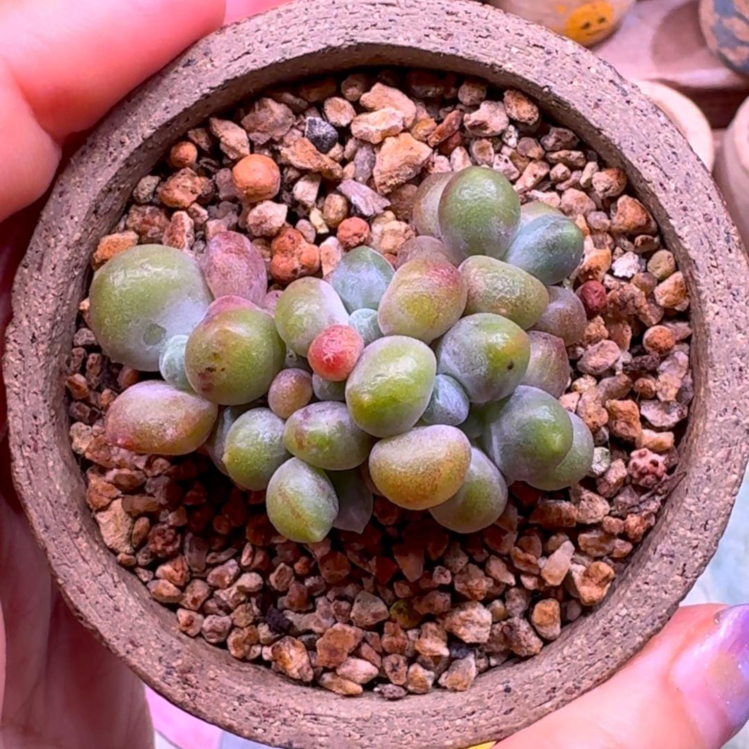 奶油家圆滚滚🥈