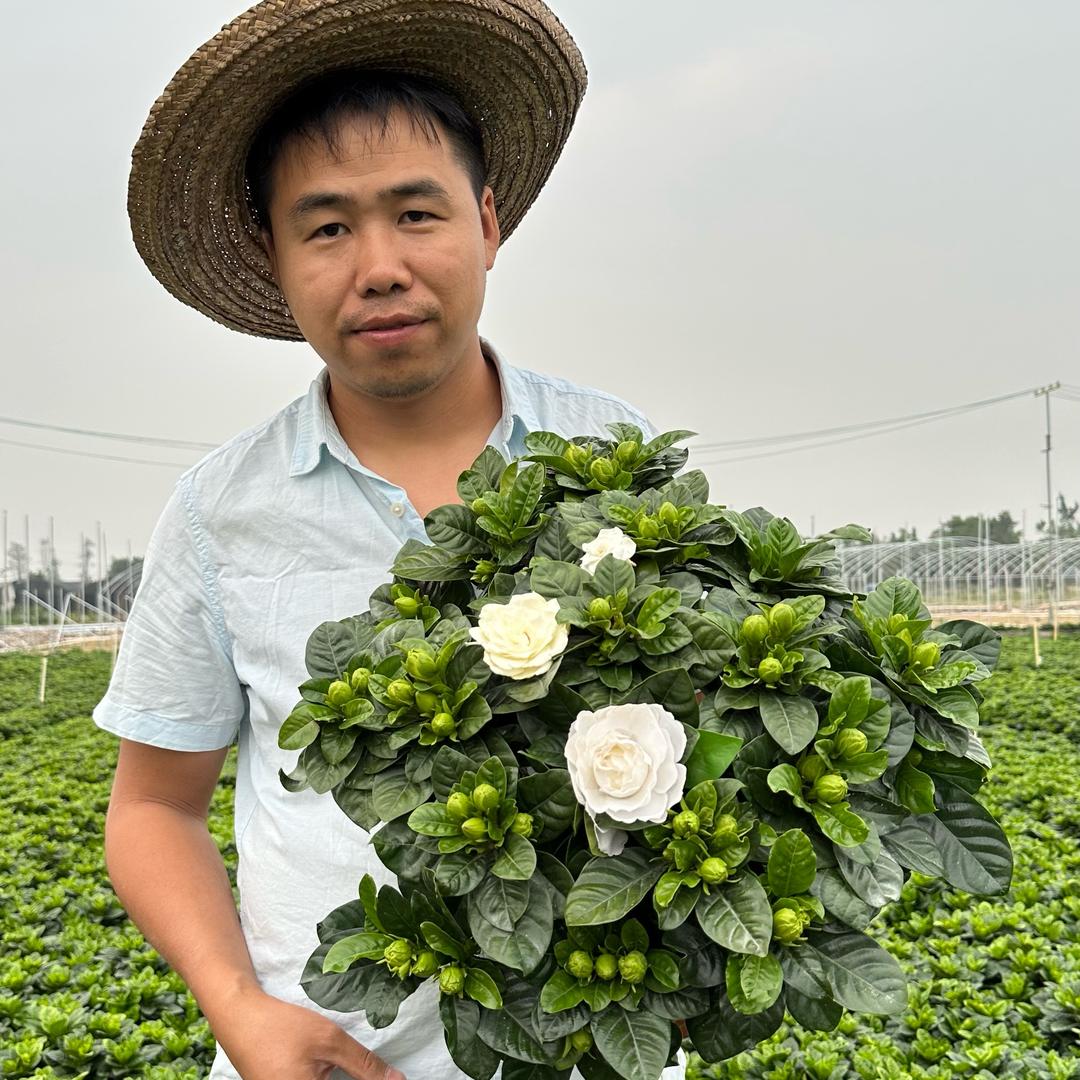 小侬夫栀子花园艺