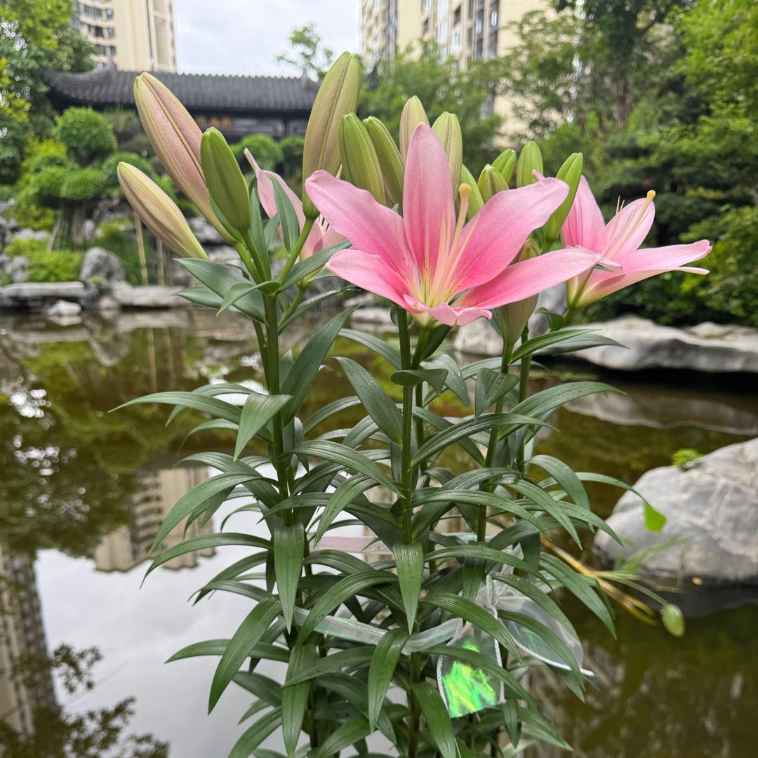 🥀往事🍒如风🎶