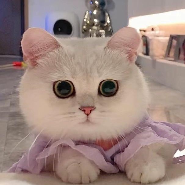 Lucky是只夜猫猫