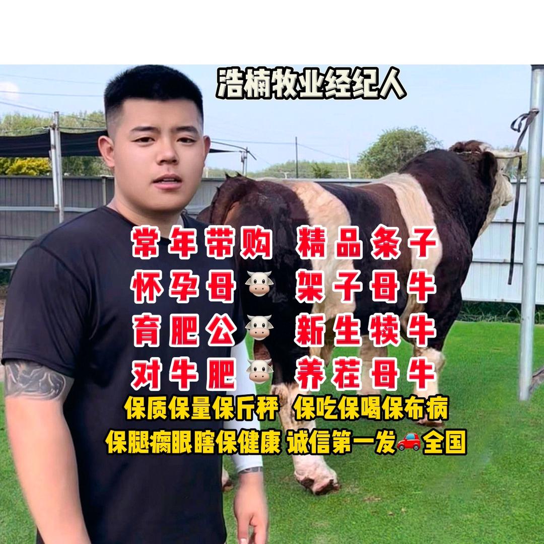 浩楠牧业精品🐮