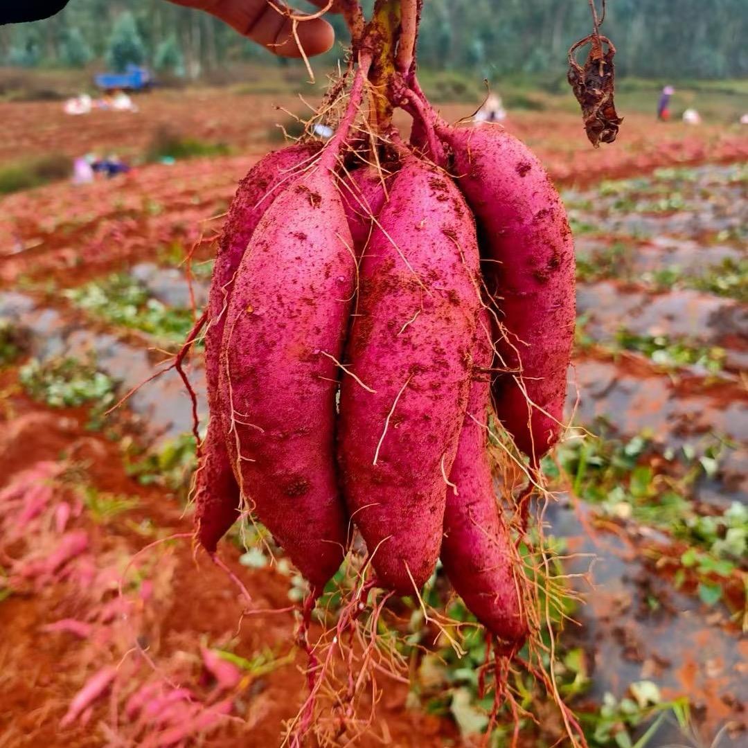 小张说农业（商品在橱窗）