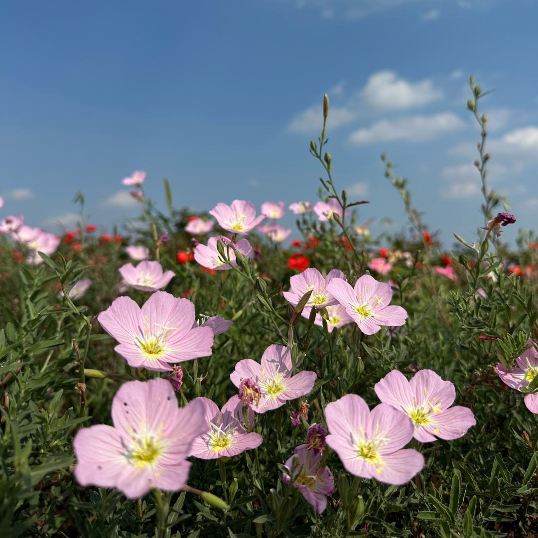 🌸岁月静好🌙