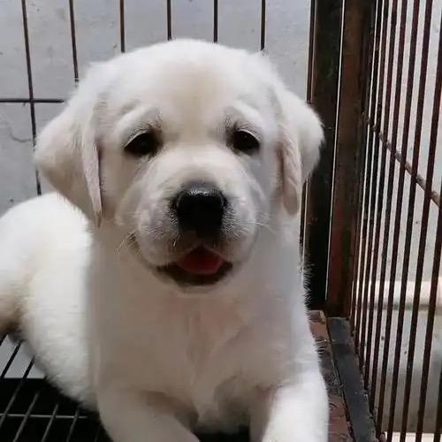 拉布拉多🐶