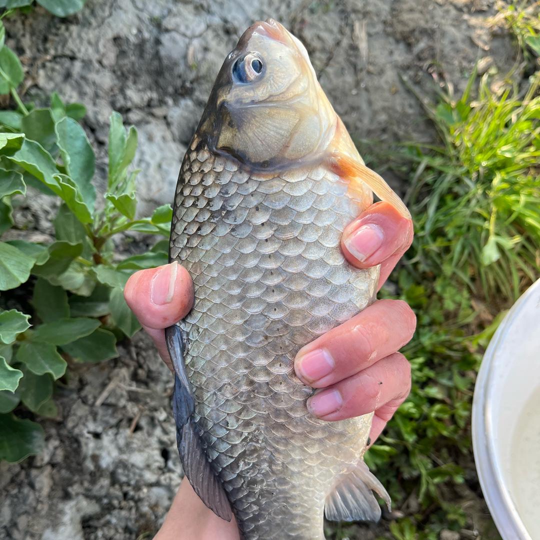 渔悦渔具兴化大闸蟹王楷