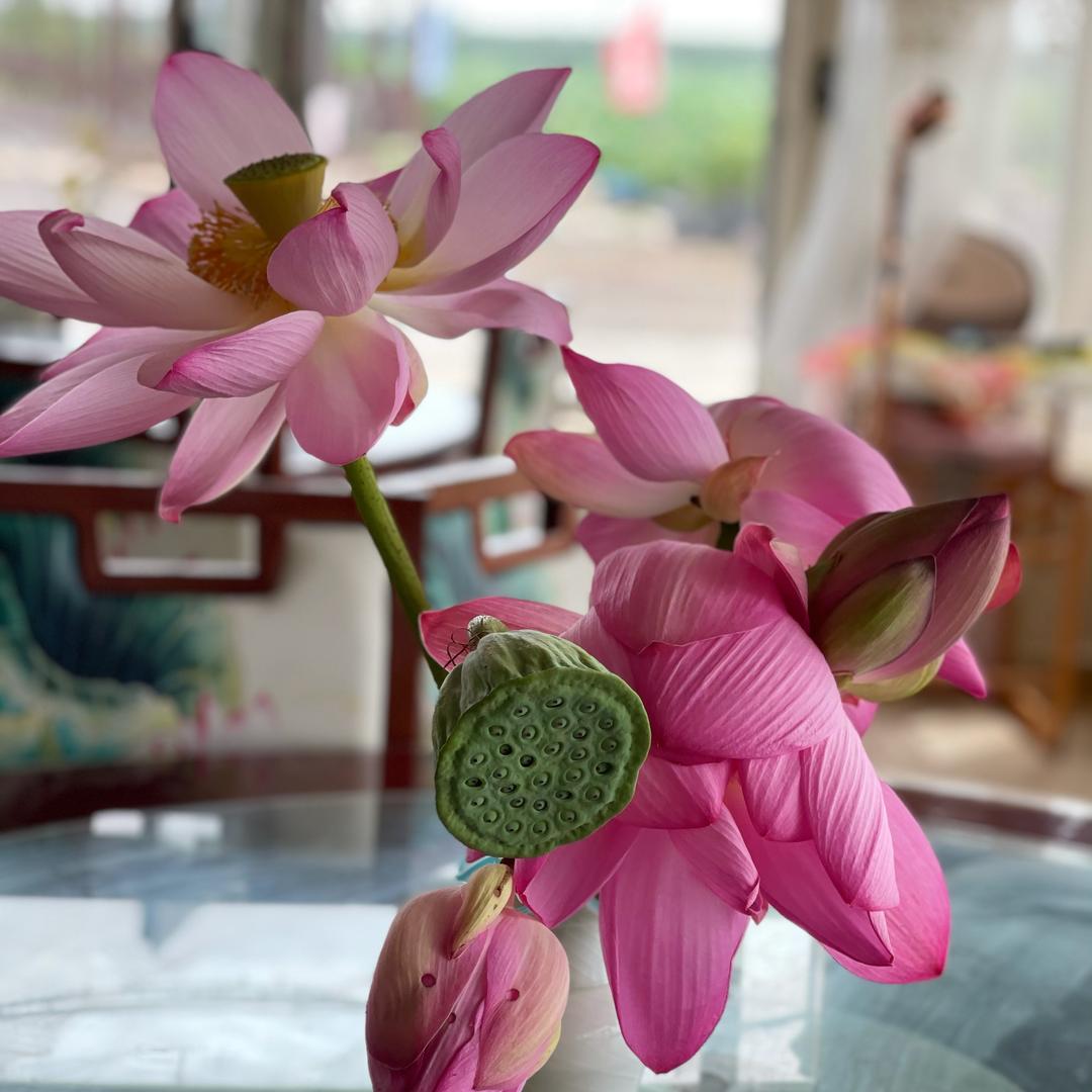 蝴蝶结欧尼