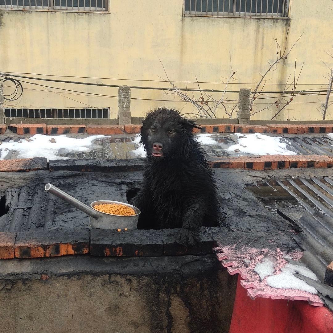 喜之郎小乔