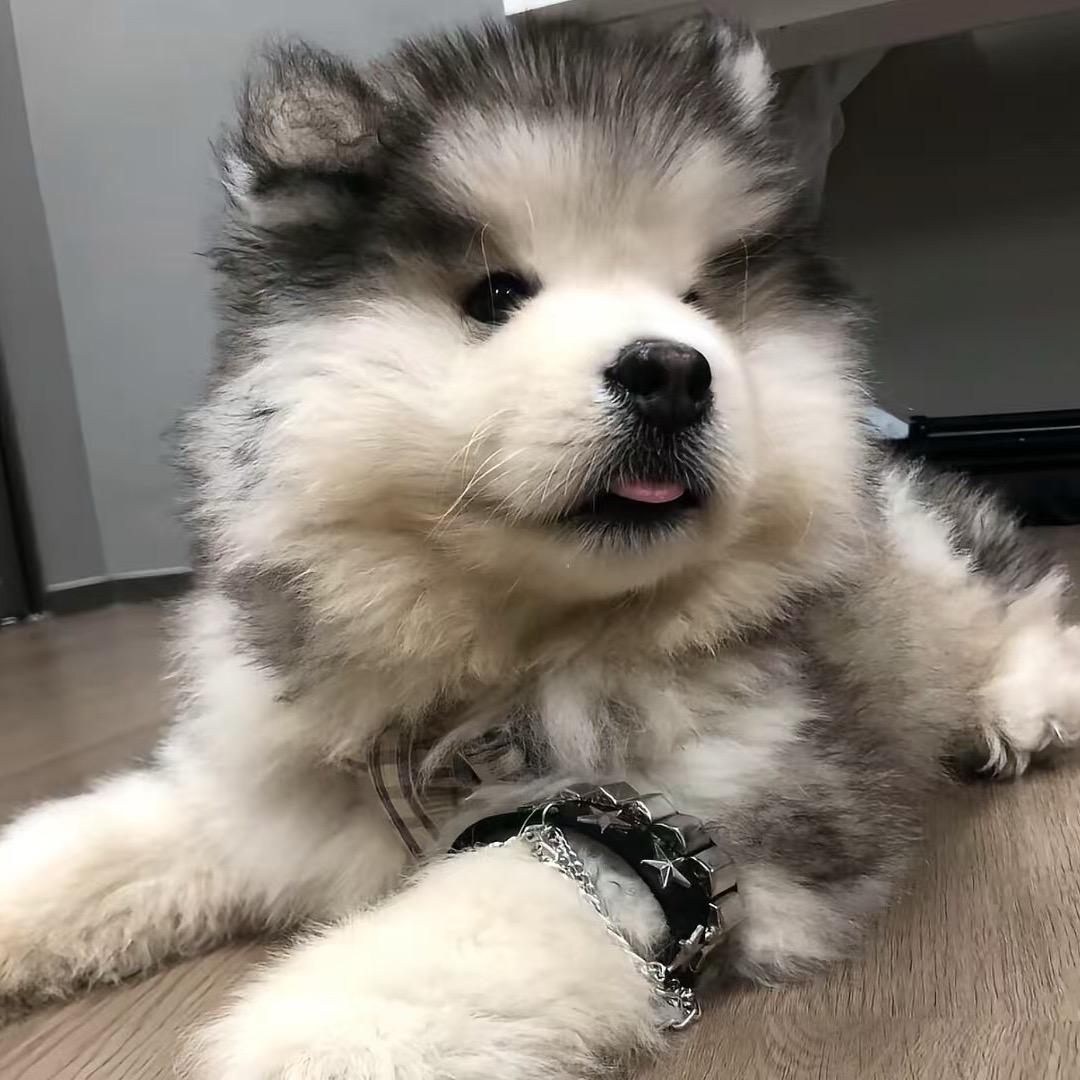 大同LuvM犬舍🐣