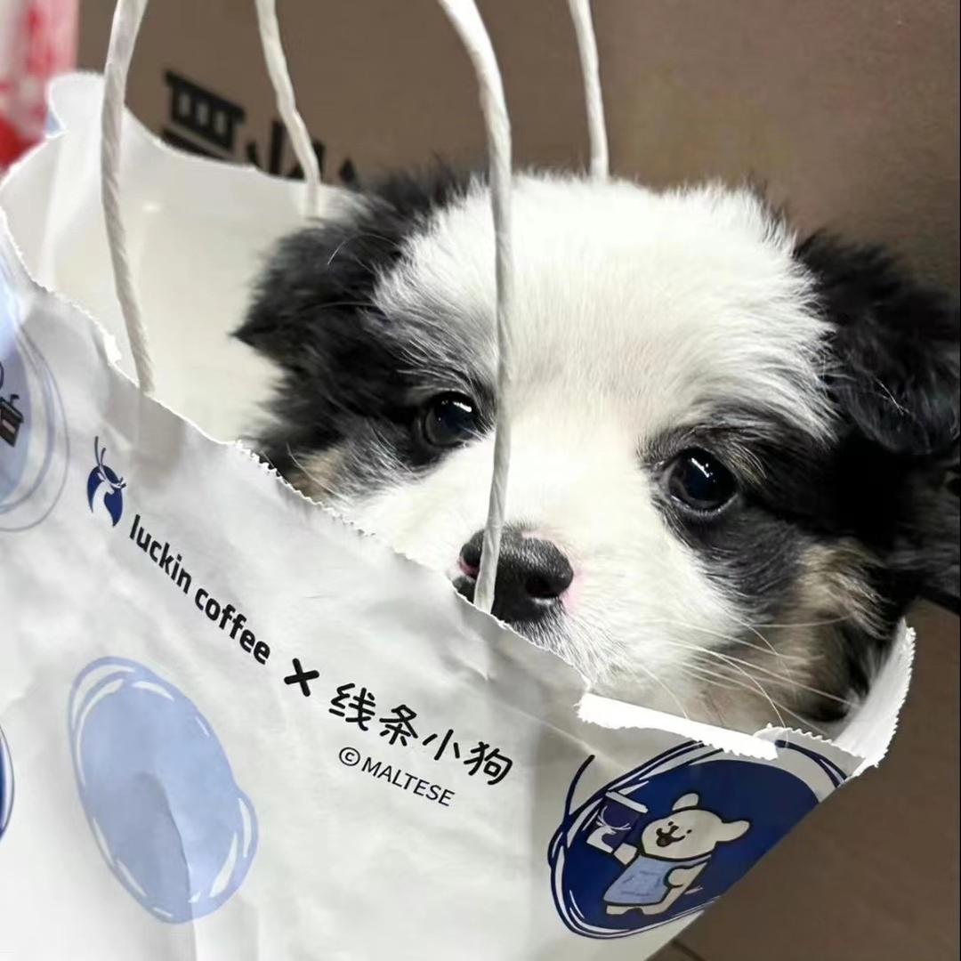 言的芋圆