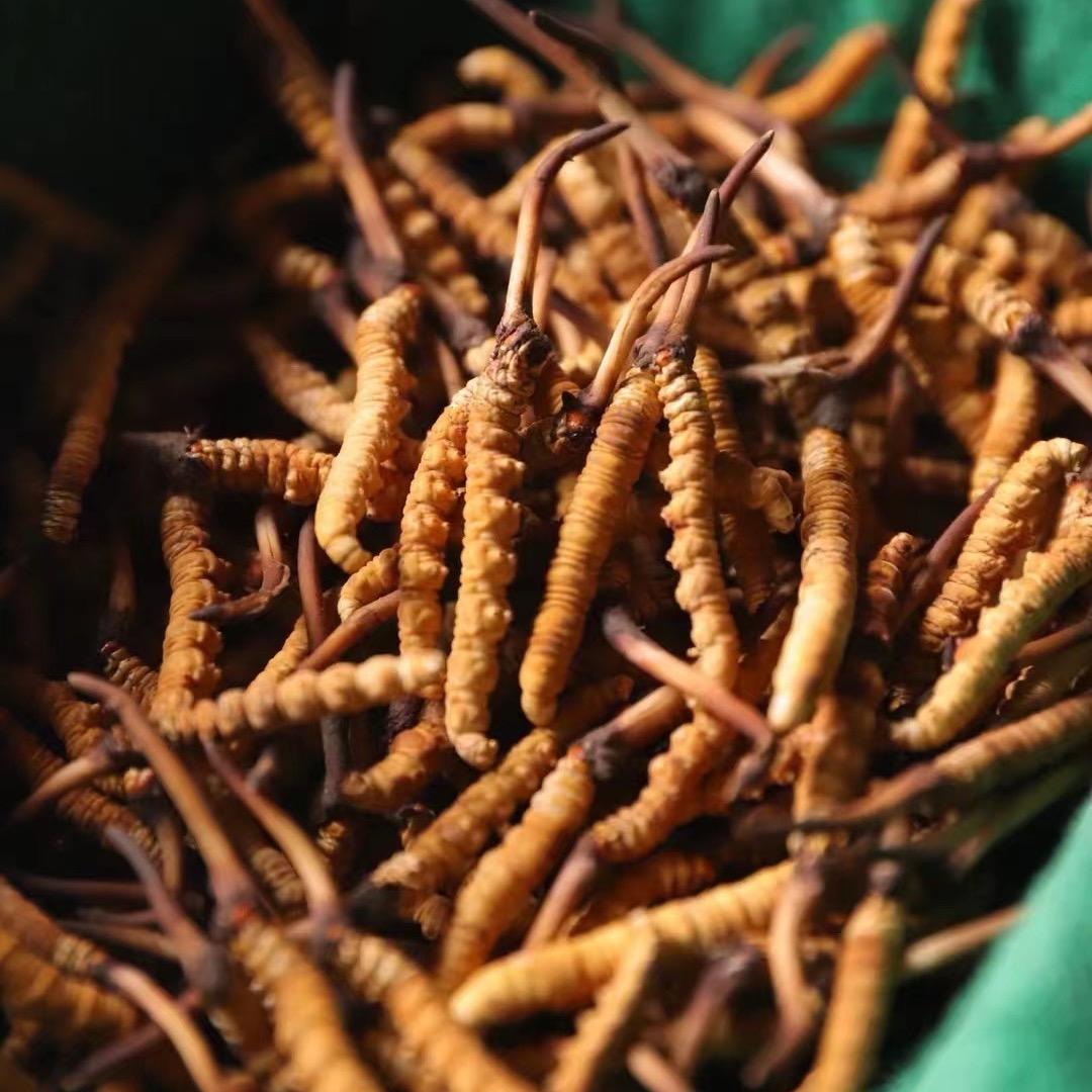 重庆两江游批发