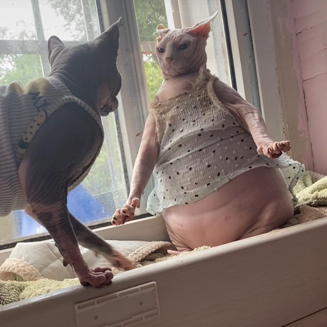 猪咪
