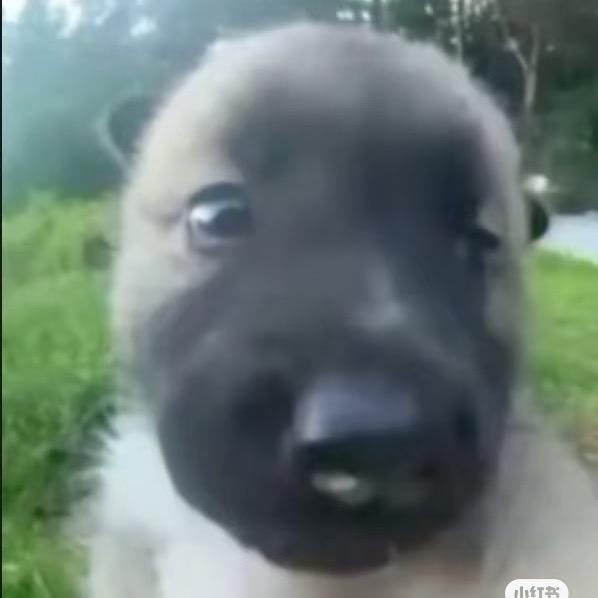 嘉的