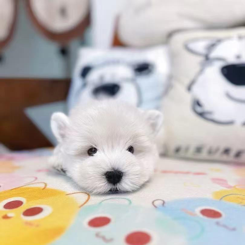 深圳龙兴狗之家