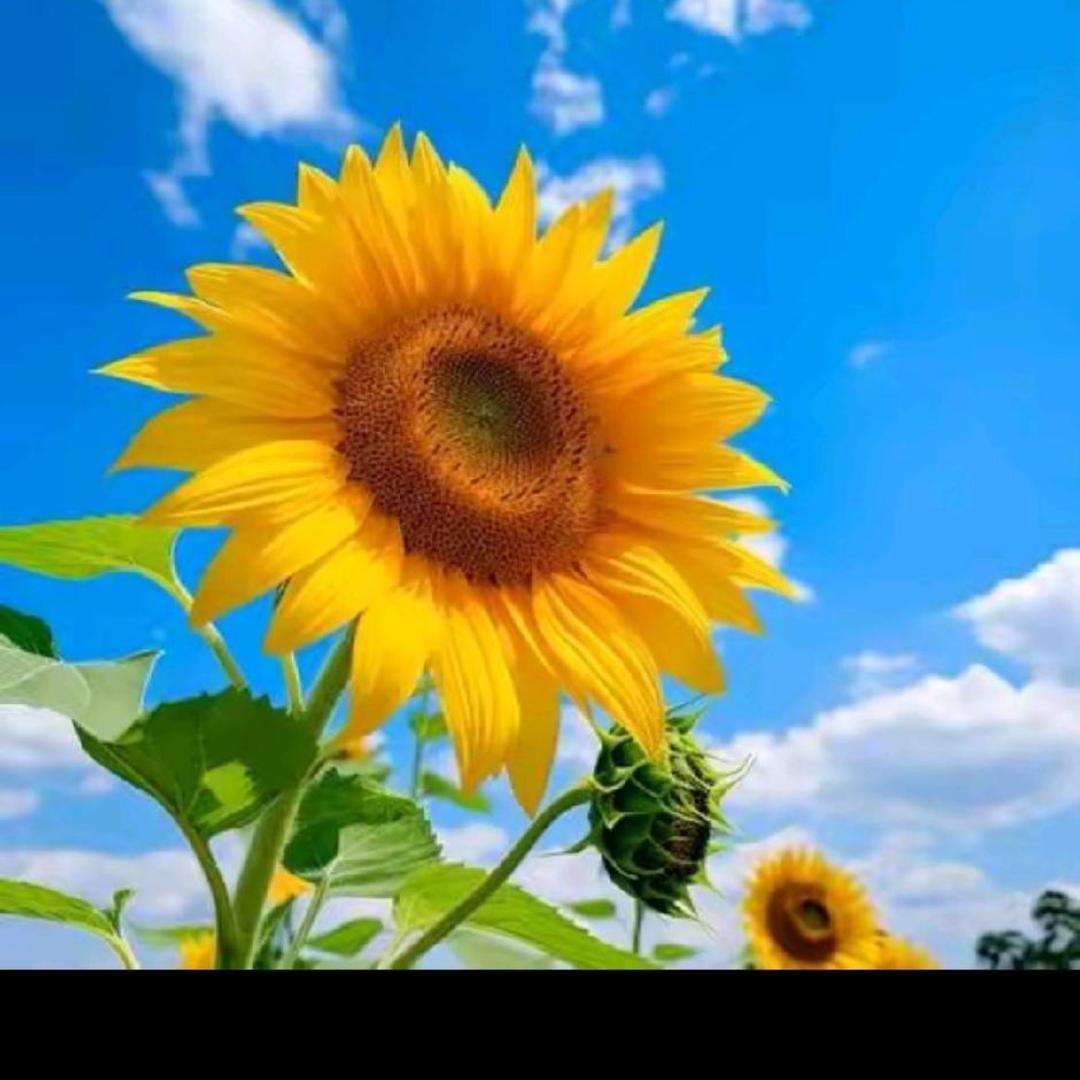 虎姐《澳洲搬砖》