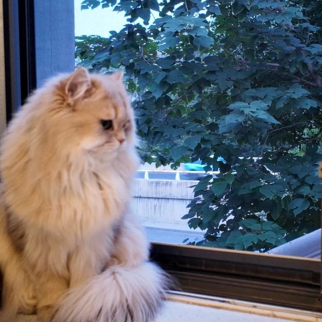 麻酱就酱🐾