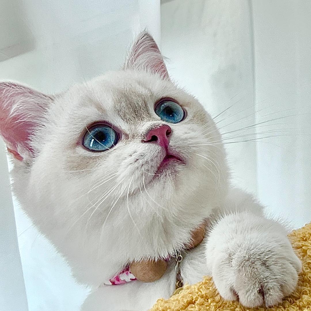 呼噜是只猫