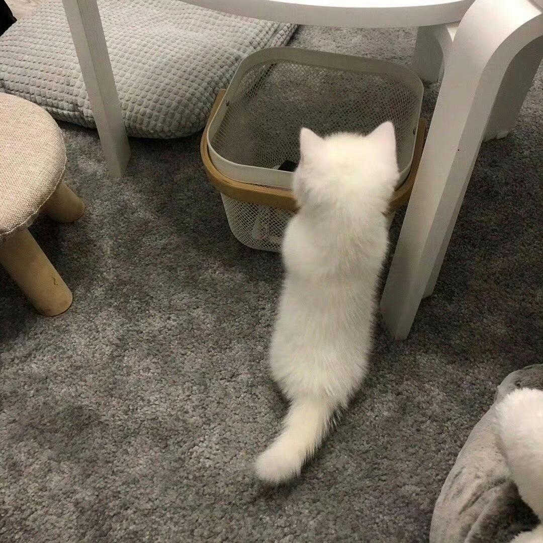 要买雨衣吗小熊