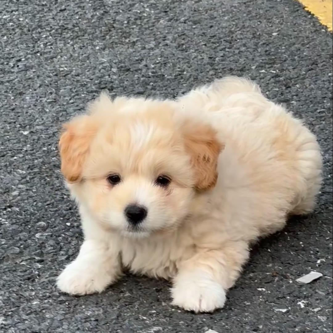 新新的家园🌍（狗狗大院）