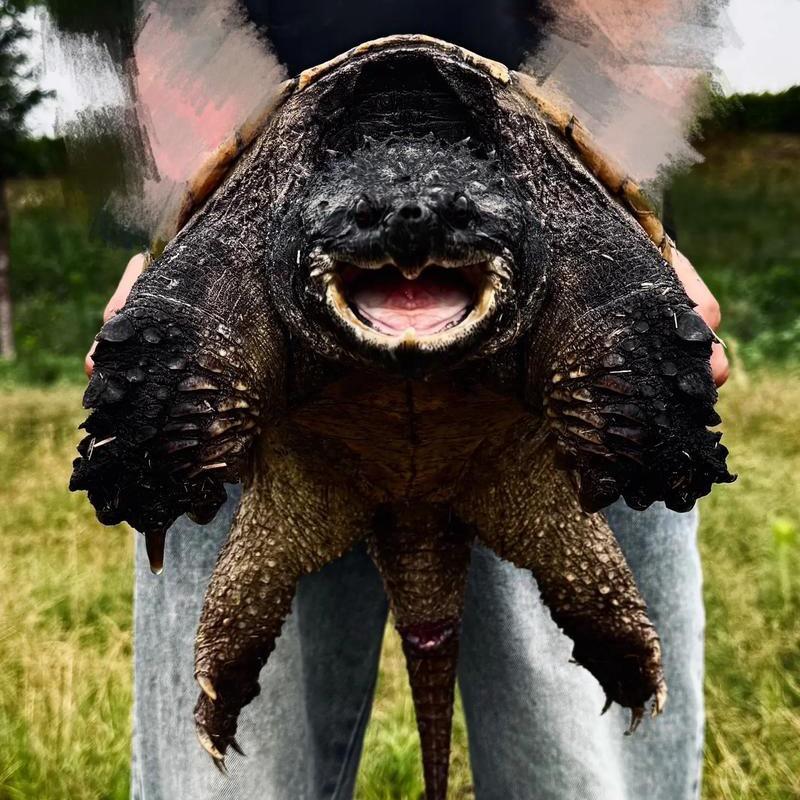 疯狂佛鳄（表弟）