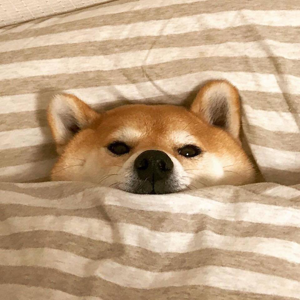 狗屎糖不辣