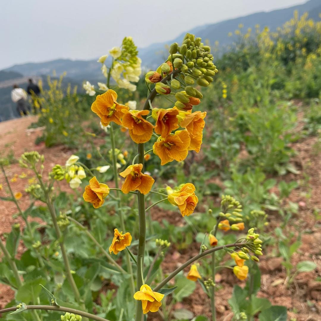 好可可爱