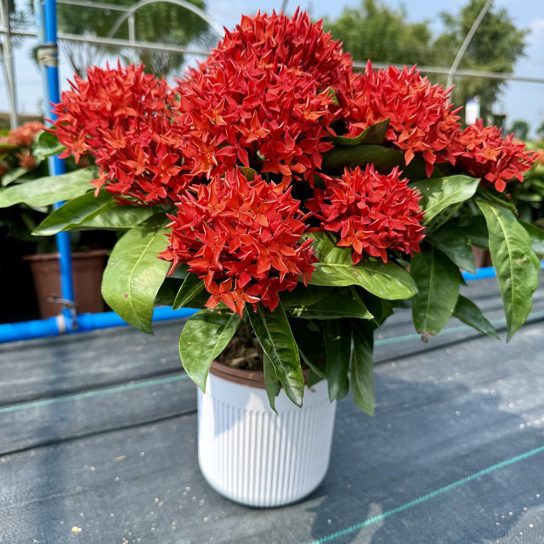 FENGZHI栀子花基地