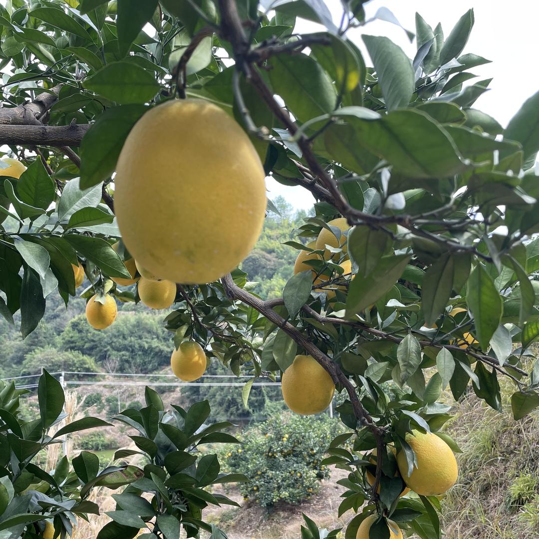 南篱园农土特产品店