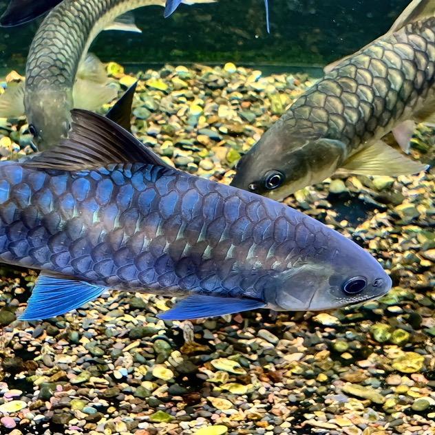 泊然蓝吉罗水族馆