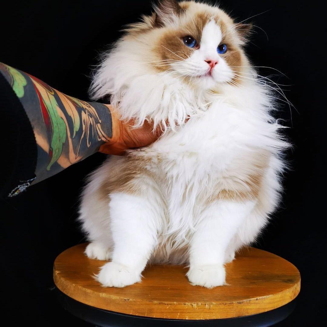 长沙龚亮家de布偶猫