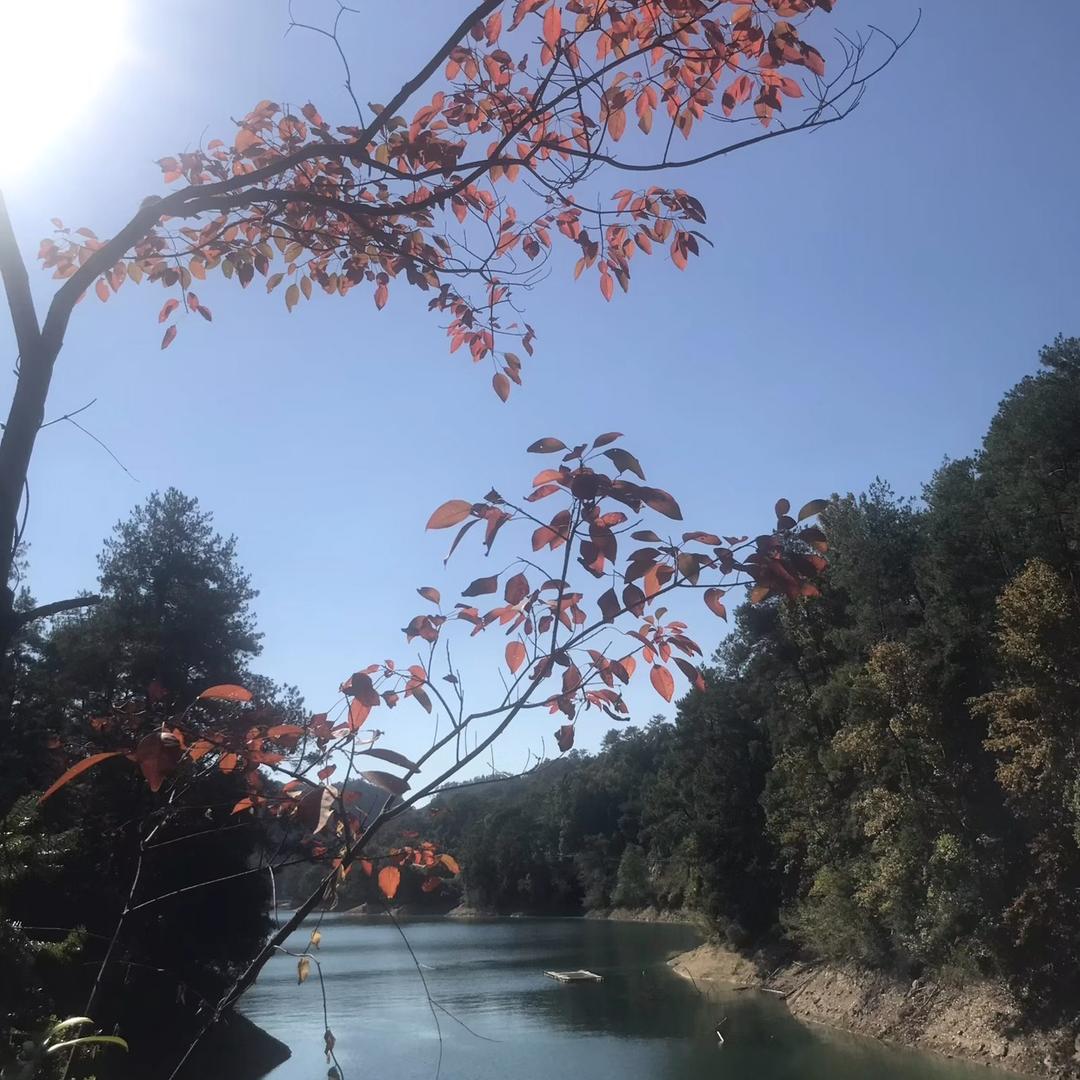 一点红
