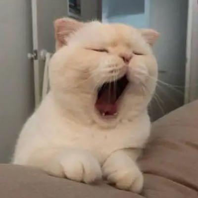 汤姆喵喵