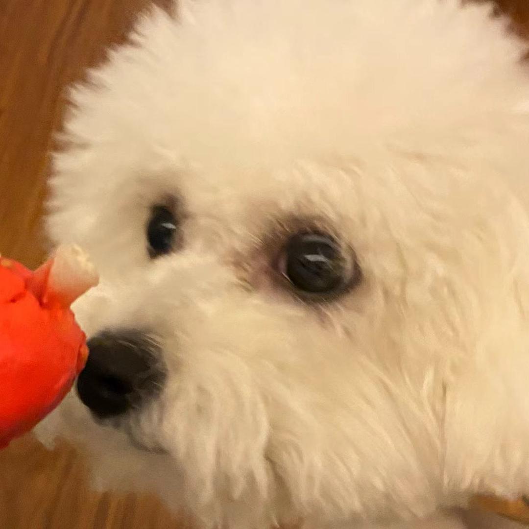 大聪明！