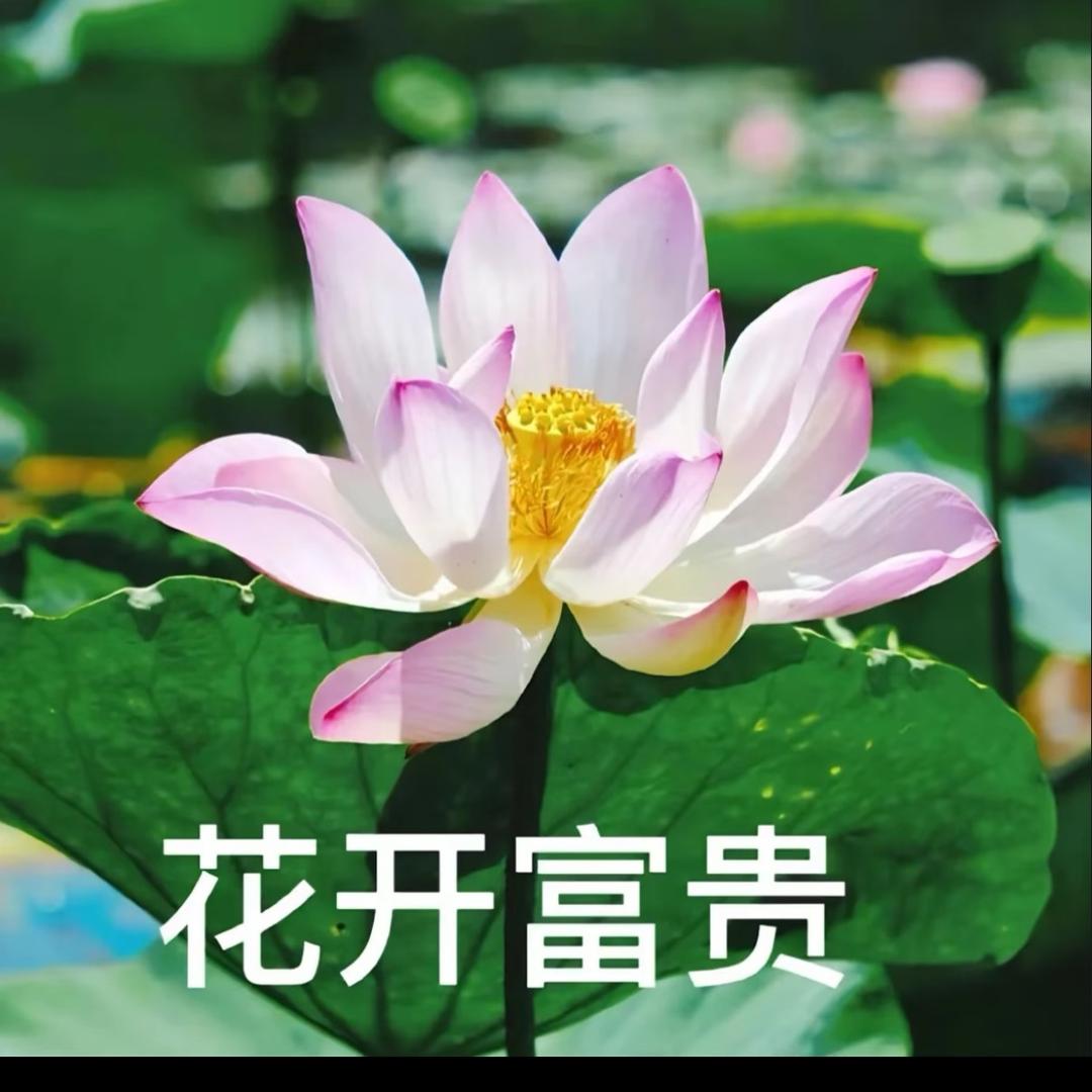 花开富贵很美丽