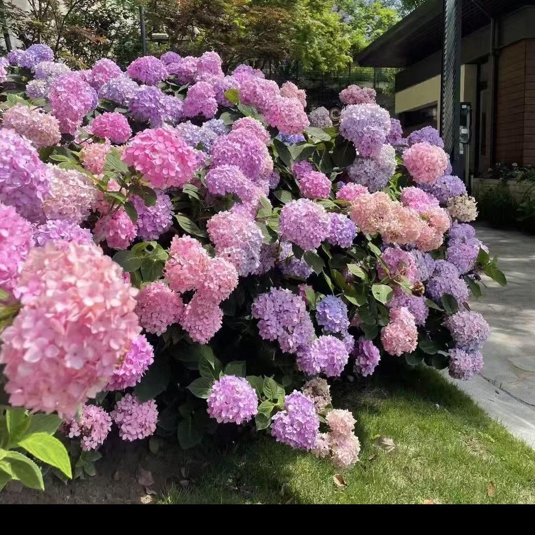 梦姐花莳