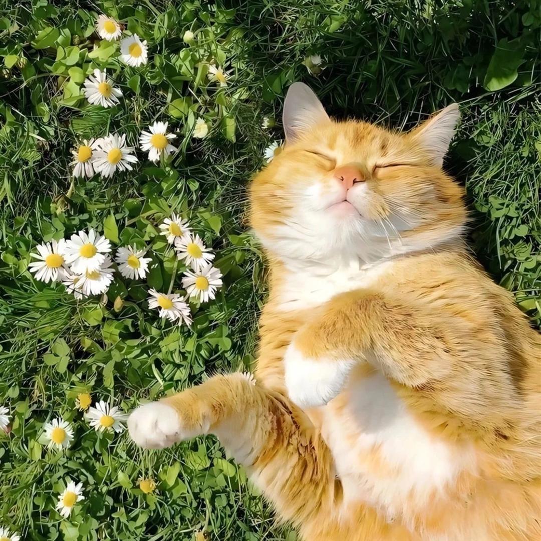 新鲜采摘猕猴桃🥝