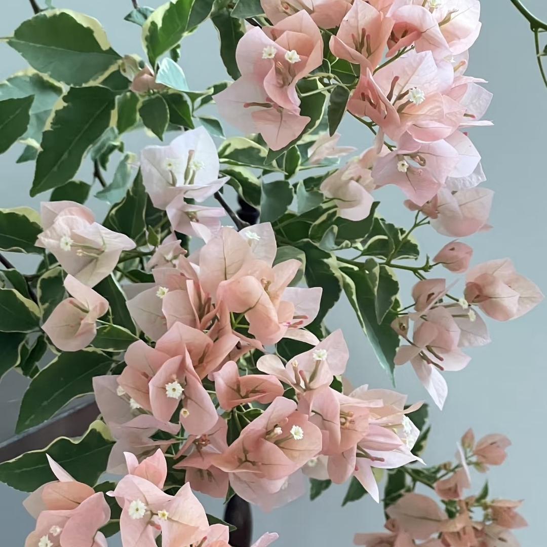 好运来花卉绿植店