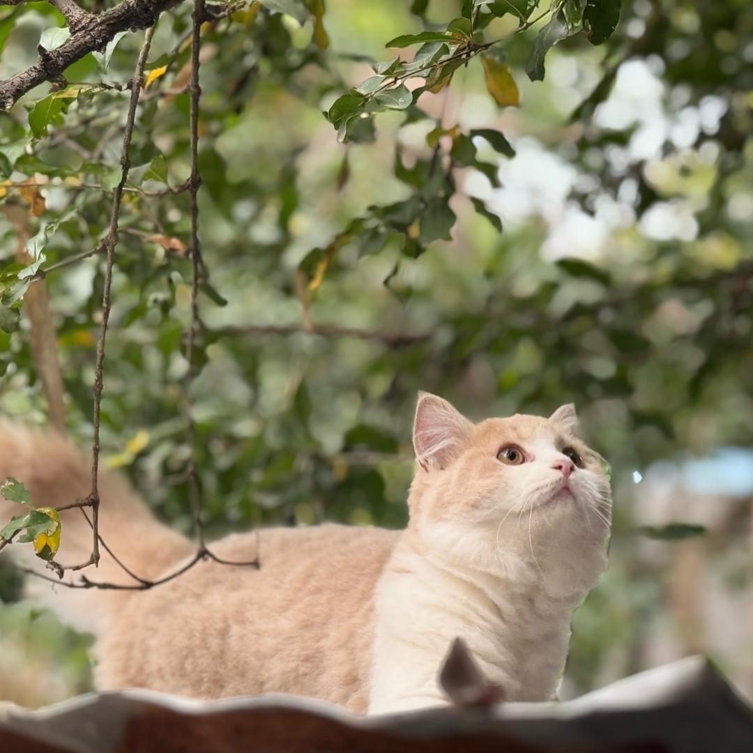 ᥫᩣ༠° ๑҉美美吖❤️