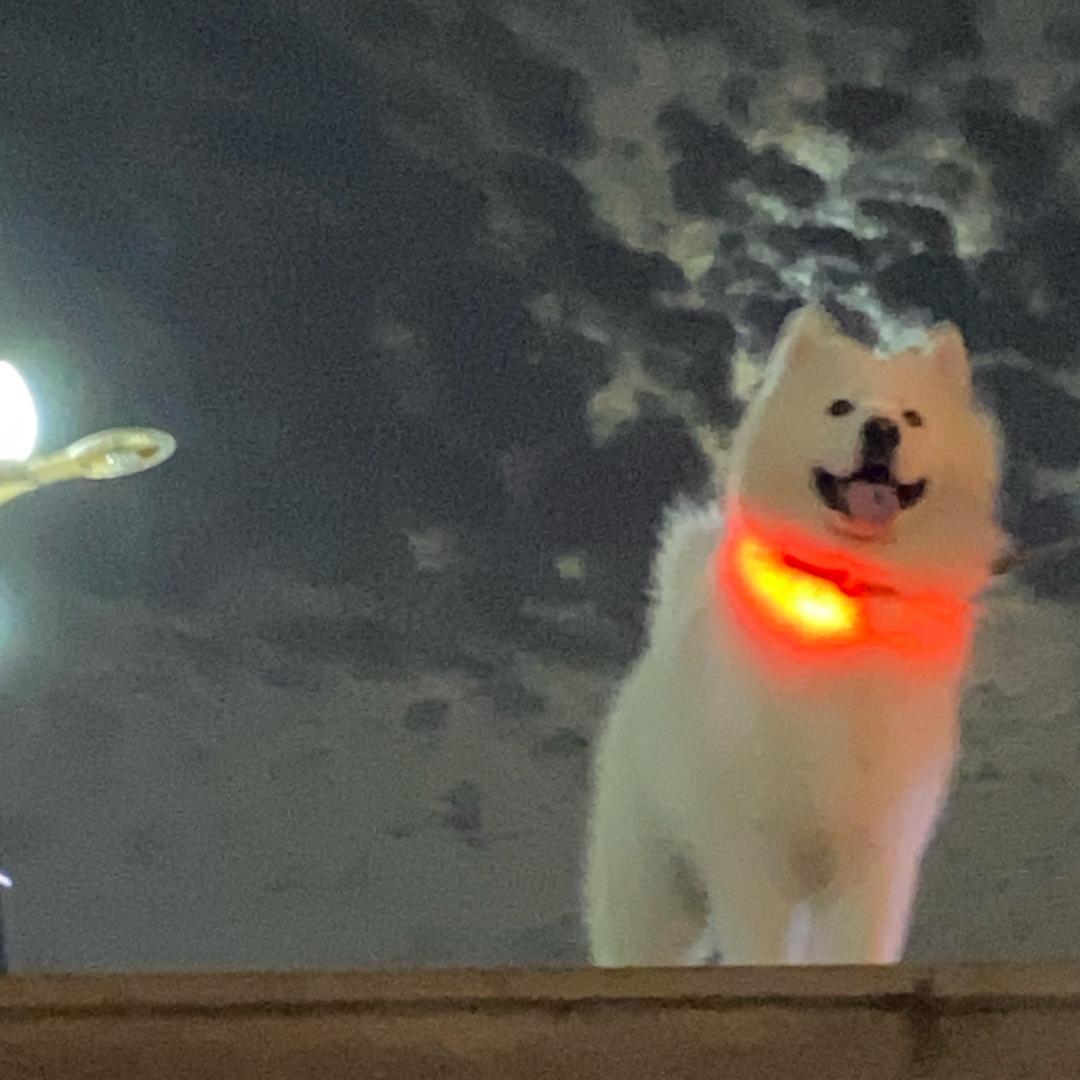 野猪吃不了细糠