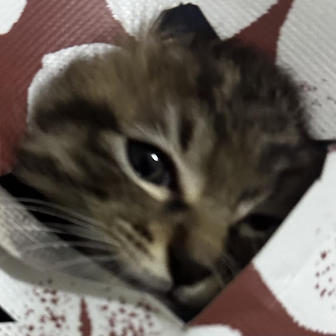 不是我是任之秋.