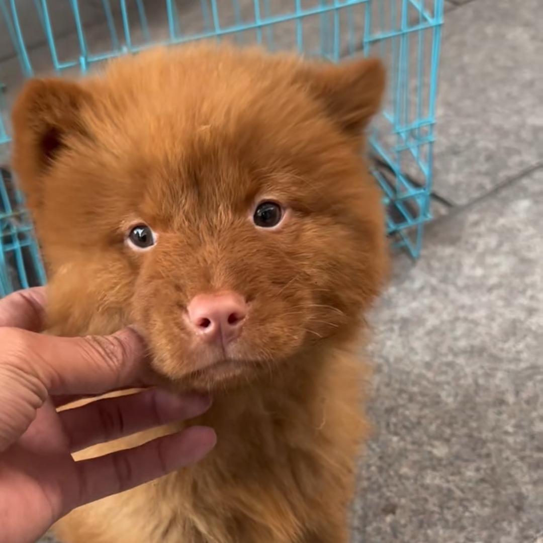 吕哥家有好田园犬