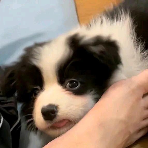 青提丸子