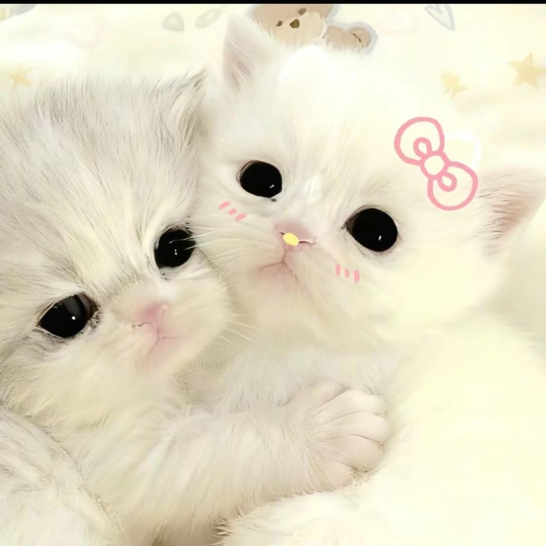 稱貝貝