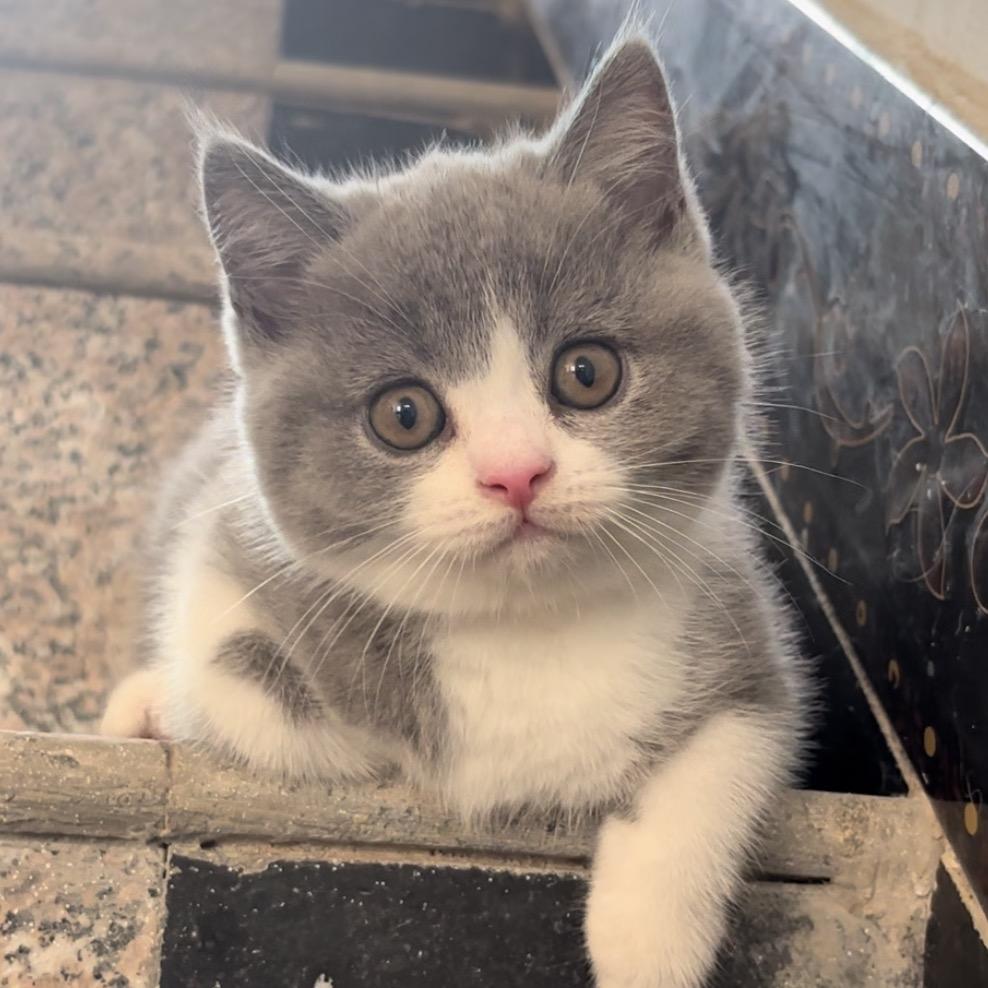 🐾小点点🐈